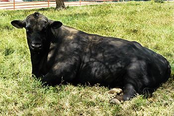 Know Your Beef