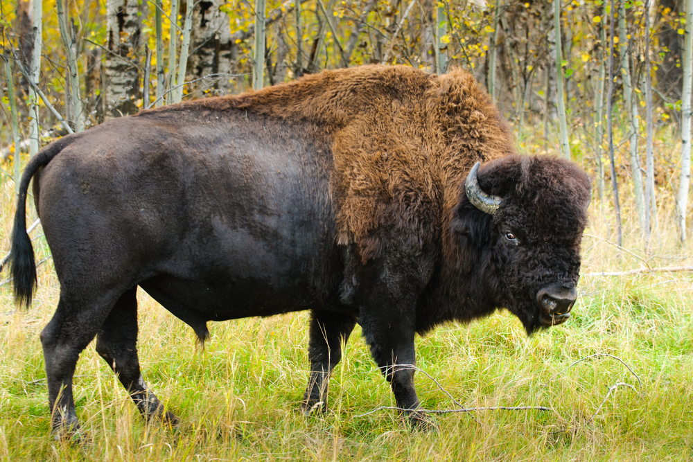 Buffalo in the wild