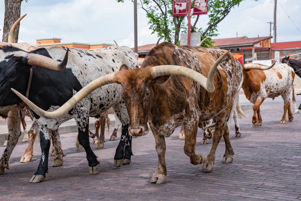 Historic Cattle Picture for Dallas Steakhouse